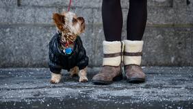 ¿Es bueno abrigar a nuestras mascotas en días fríos? Esto es lo que debes saber