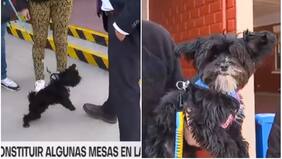 “Es chiquitito y choro…”: perrito “ataca” a periodista de TVN en local de elección