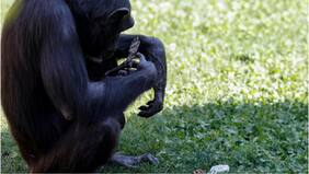 Luego de siete meses de duelo, chimpancé soltó el cuerpo de su cría fallecida