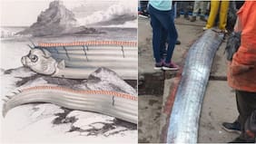 La leyenda del pez remo: la misteriosa especie hallada en Arica con fama de presagiar terremotos y catástrofes