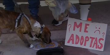 Perrito buscaba familia en estadio nacional