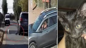 Mujer tiró su gatita a unos perros y miró cómo la mataban: esta es la condena que deberá cumplir