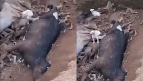 Imágenes fuertes: viralizan paupérrimo estado de perritos atrapados en una fosa con animales muertos