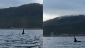 El hermoso avistamiento de cinco orcas en las costas valdivianas