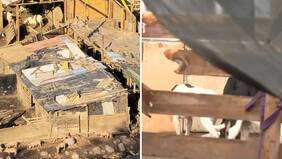 Aseguran que faenaban perros: Impacto por supuesto matadero clandestino en San Bernardo