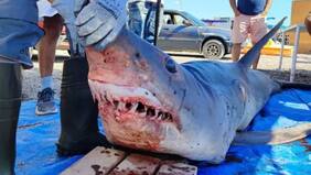 ¡Del terror!: encuentran tiburón de tres metros varado en las costas de Tocopilla