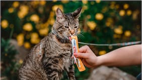 ¿Qué significa “Churu”? El nombre del snack que vuelve locos a gatos y perros tiene un origen inesperado