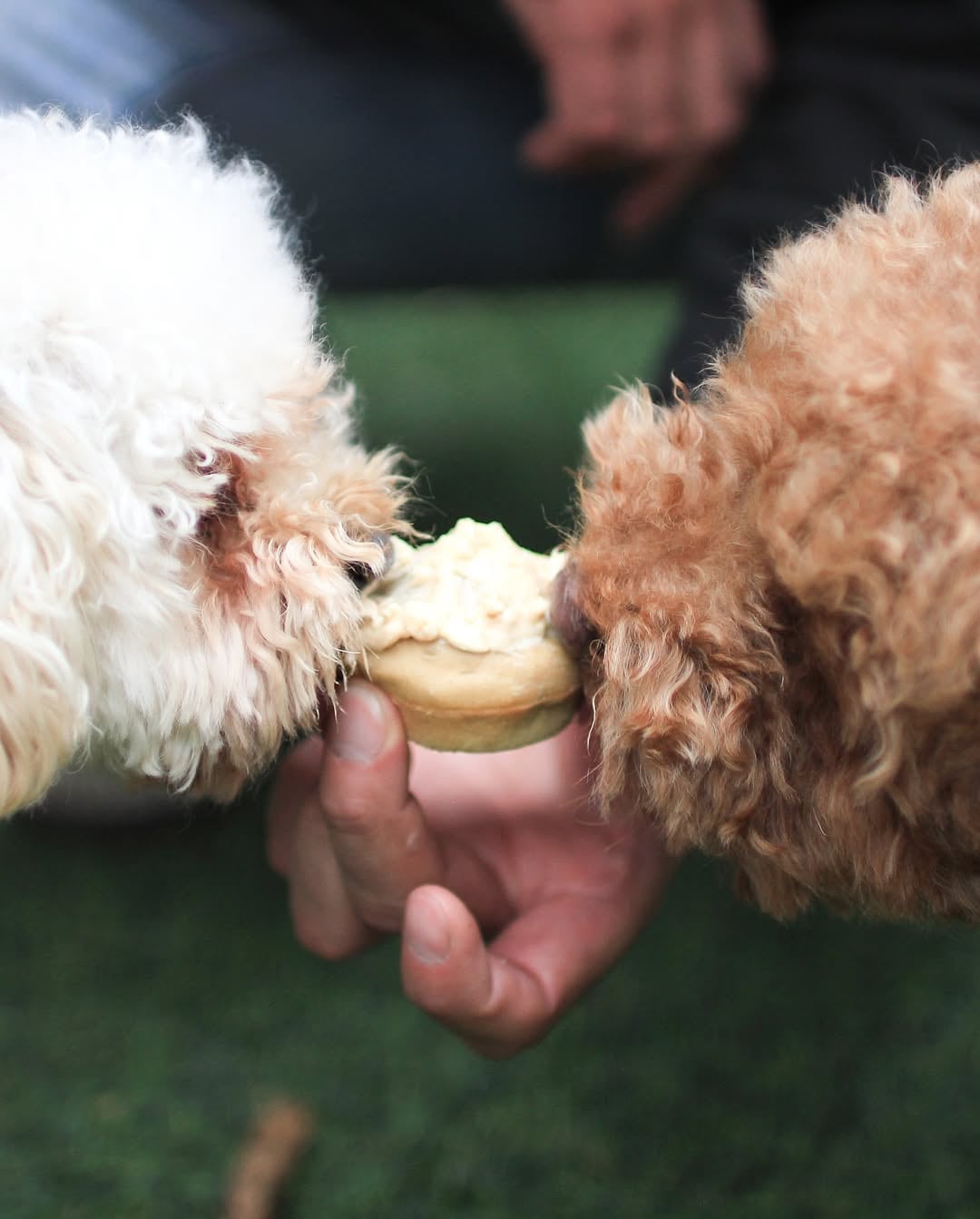 Emprendimiento Maple’s Pet Café