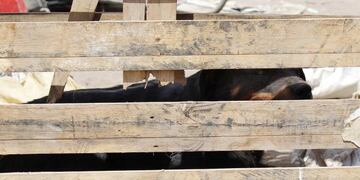 Conmoción en Calama: bebé de un año murió tras ataque de jauría de perros