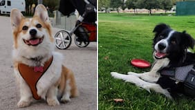 Guau Fest llega este fin de semana a Santiago: Conoce horarios y precios