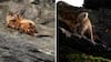 Ataques de perros aparecen como principal causa de muerte del chungungo en el centro-norte de Chile