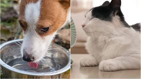 Ante las altas temperaturas: 9 claves para prevenir golpes de calor en perros y gatos