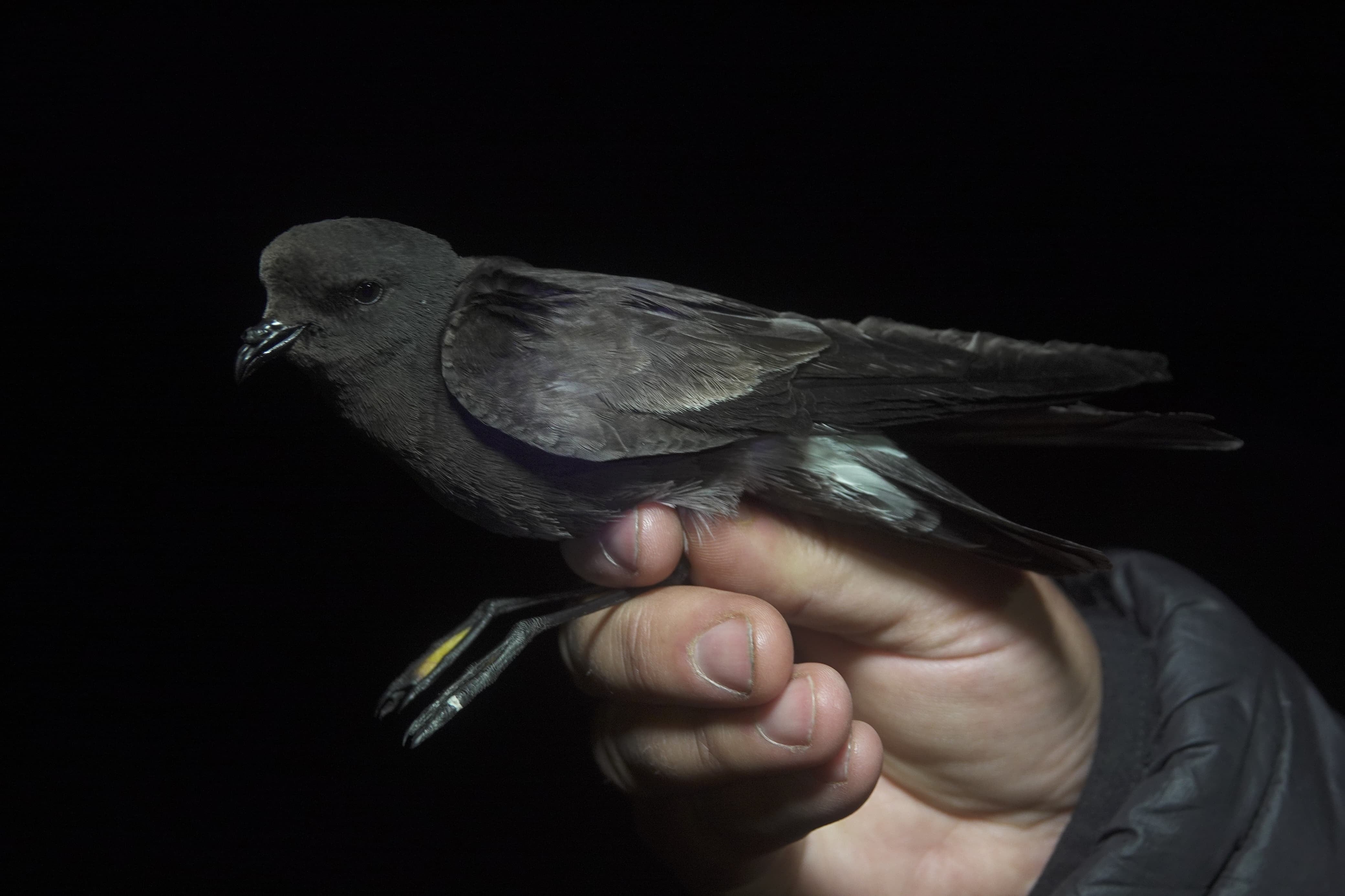 El misterio de la golondrina de mar que viaja a la cordillera de Los Andes y atraviesa la noche de Santiago