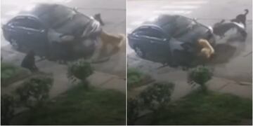 Perros destrozaron auto en Concepción