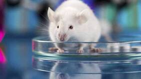 Investigación chilena obtiene resultados positivos contra ELA y la demencia