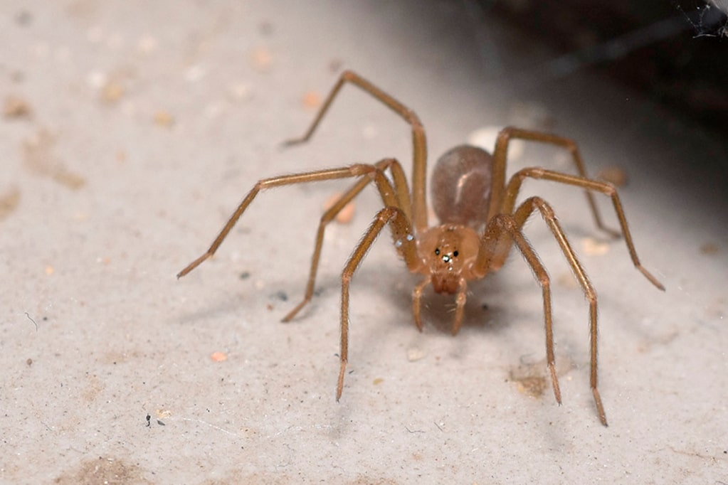Recomendaciones para prevenir la mordedura de la araña de rincón ...