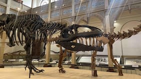 Santiago en 100 Palabras: Un viaje al pasado en el Museo de Historia Natural