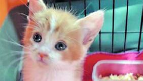 ¡Justicia para Emma! Niñas torturan hasta la muerte a gatita