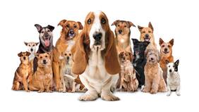 ¡Tremenda campaña! Perrito de reconocida marca de zapatos posa junto a canes que serán dados en adopción en evento