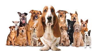 Perrito de reconocida marca de zapatos posa junto a canes que serán dados en adopción en evento