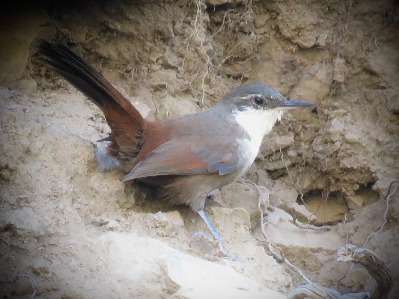 La Chiricoca, asociada a los roquedales, no es fácil de ver. FOTO: José Ignacio Catalán (@jicr_wildlifephtos)