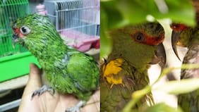 Venta de loritos choroy a más de $100 mil en Puente Alto retrata el silencioso dramón del comercio y cautiverio ilegal