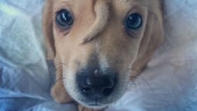 Particular malformación de cachorro da la vuelta al mundo: tiene una cola en la frente