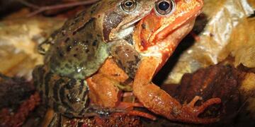 Según estudio: ranas hembras se hacen las muertas para no reproducirse