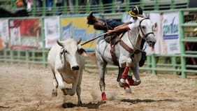 “Es intrínsecamente cruel con los animales”: Diputados del PS anuncian proyecto de ley para prohibir la práctica del “coleo” de toros en Chile