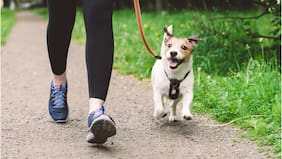 ¡Corre junto a tu mejor amigo! Corrida Canina reunirá a perros y dueños en Puente Alto