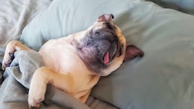 ¿Por qué no deberías despertar a tu perro cuando tiene pesadillas?