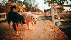 ¿Cómo cuidar a los animales en caso de incendio?