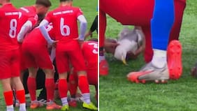 Gaviota cayó a una cancha tras pelotazo: Capitán la salvó con una reanimación