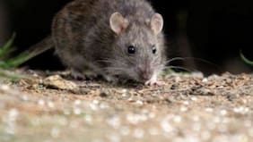 Una plaga de ratones se está comiendo la marihuana confiscada por la policía en EEUU