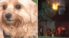 "Ella es mi heroína, amo a mi perrita": hombre se salvó de un incendio gracias a su mascota