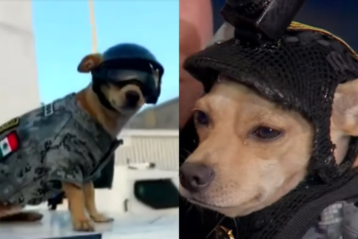 Conoce a Comando Chihuahua, el perrito militar sensación en México
