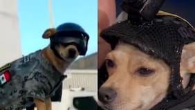Conoce a Comando Chihuahua, el perrito militar sensación en México