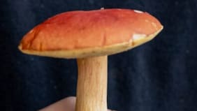 ¿Te animas? concurso busca la callampa más grande