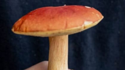¿Te animas? concurso busca la callampa más grande
