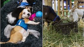 Expo Mascotas & Animales vuelve con nueva versión: se podrá adoptar perros y gatos afectados por incendios de Valparaíso