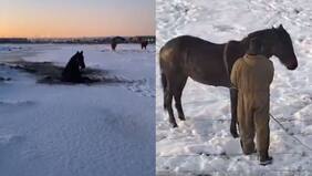 Rescatan a caballo que quedó atrapado en una laguna congelada en Magallanes