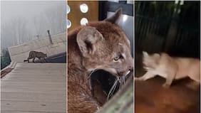 El complicado vuelco del caso de los 2 pumas aparecidos en torno a Paine: hacen enfático llamado a la comunidad y los medios