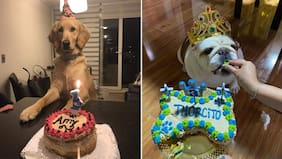 Amor y galletas: Numen Emporio celebra el cumpleaños de las mascotas con delicias saludables