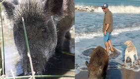 La historia de Gervasio: el jabalí que “se cree perro” y que camina solo a la playa