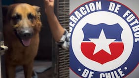 Reconocido futbolista chileno se puso la 10 y apadrinó a un perrito abandonado por su familia en incendio
