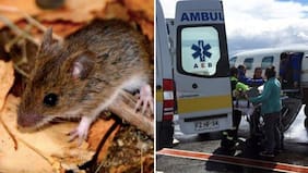 Minsal declara por primera vez alerta sanitaria por hantavirus entre Atacama y Magallanes