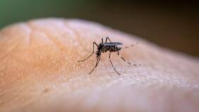 5 motivos de por qué los mosquitos pican sin gran disimulo a algunas personas más que a otras