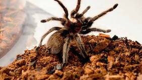 Compró una tarántula para no recibir más a su suegra aracnofóbica