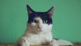 Cómo es el nuevo espacio de Jumbo con productos para mascotas