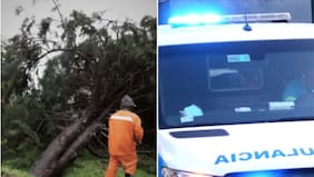 Reportan tragedia en pleno temporal: trabajador murió aplastado por un árbol en el Biobío